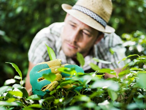 Optimal lawn mowing practices